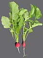 Raphanus sativus (radish)