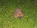 Igel