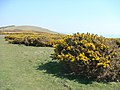 Shrubbery of Tennyson Down