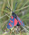 Bluettröpfli Zygaena filipendulae