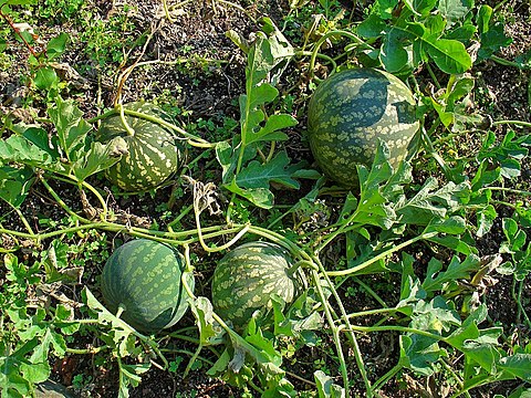 Green Fruits