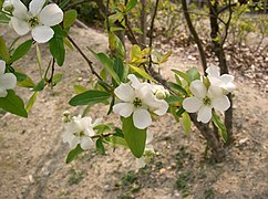 Exochorda racemosa.