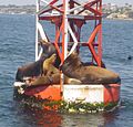 California Sea Lions on a buoy