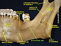 Mylohyoid line