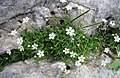 Silene pusilla