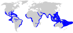 Distribuição geográfica