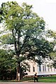 Japanese elm, Sapporo (2010)