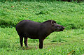 amazonastapir Tapirus terrestris