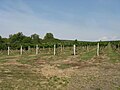 Image 2A vineyard in Brhlovce, Slovakia (from Viticulture)