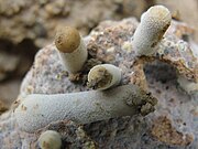 Termitomyces heimii growing on 'comb' inside a termite mound