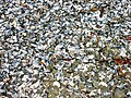 Numerous empty blue mussel shells on a beach in Iceland