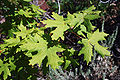 Acer grandidentatum