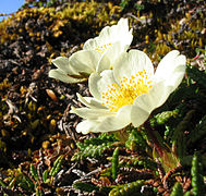 Dryas octopetala.