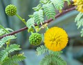 Acacia constricta, Las Vega Nivatae