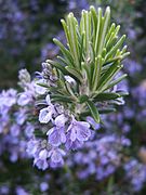 Rosemary (Rosmarinus officinalis)