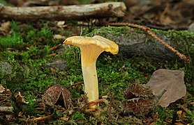 Cantharellus cibarius (Cantharellaceae)