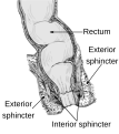 Anatomia anusului și rectului