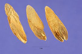 Seeds