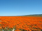 Antelope Valley California Poppy Reserve