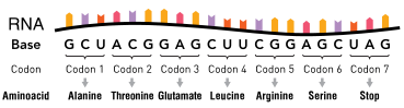 Uma molécula de RNA que consiste em nucleotídeos. Grupos de três nucleotídeos são indicados como códons, com cada um correspondendo a um aminoácido específico.