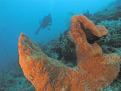 Scuba diver and sponges, Cane Bay wall