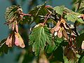 Acer glabrum