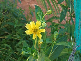 Гвизоция абиссинская (Guizotia abyssinica)