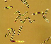 Spirulina sp. au microscope (Pseudanabaenaceae).