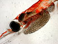 Head of female krill with her brood sac