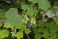 Acer tegmentosum