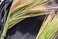 Hordeum spontaneum