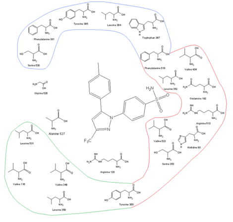 COX-2 receptor site and its amino acid profile with celecoxib in the binding site