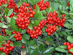 Pyracantha Coccinea.