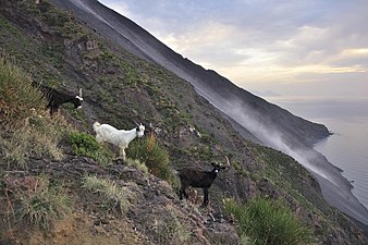 Capre nei pressi della Sciara del fuoco