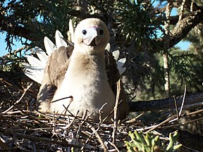 Red-footed Booby