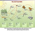 soil is part silicon