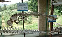 Museo di storia naturale e del territorio dell'Università di Pisa'da sergilenmekte olan Irrawady yunusu iskeleti.