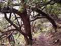 Acacia heterophylla