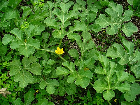 Habitus and leaves