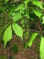 Acer cissifolium