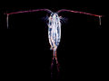 Copepod