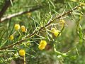 Acacia tetragonophylla Geelong Botanic Gardens Victoriae Australiae