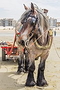 Pêche aux crevettes à cheval à Oostduinkerke.