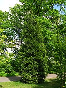 Arboretum in PAN Botanical Garden in Warsaw, Poland