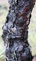 Upright Snottygobble (Persoonia longifolia)