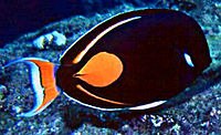 Pesce chirurgo