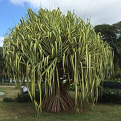 Pandanus.