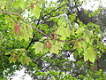 Acer diabolicum