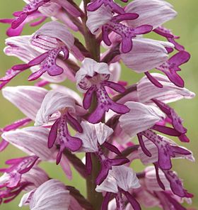 Flores de Orchis militaris A espécie tipo de Orchidaceae.