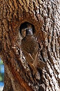 Nid dans un tronc d'arbre à San José (Californie)